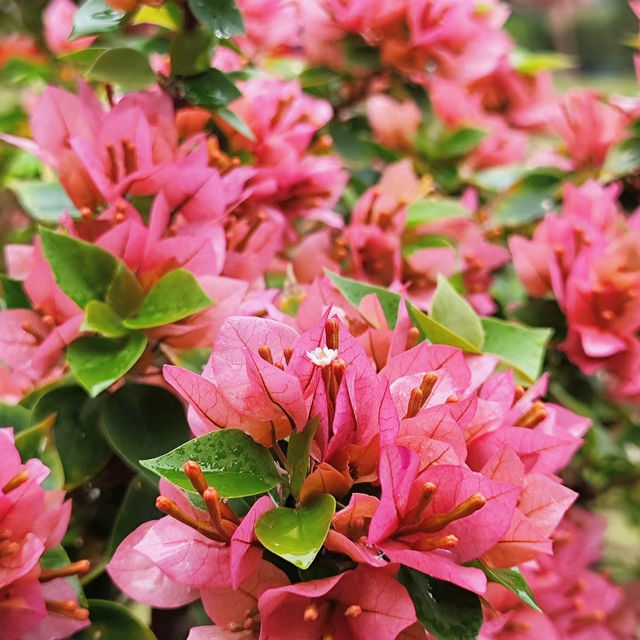 澳門花城公園：自然禪境～漫步放鬆