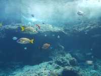 🌊ท่องโลกใต้ทะเลที่ Okinawa Churaumi Aquarium
