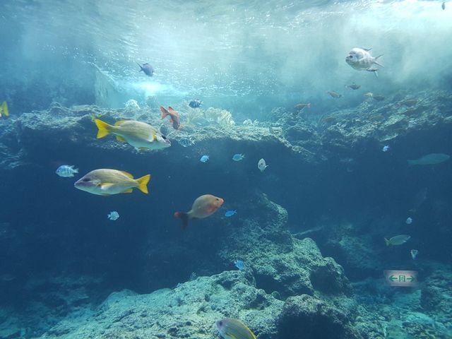🌊ท่องโลกใต้ทะเลที่ Okinawa Churaumi Aquarium