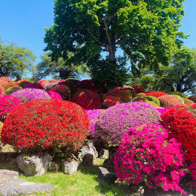 【長野県/岡谷　色とりどりのカラフルな”つつじ”が美しく咲き誇る 『鶴峯公園』】