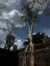  The famous "Tomb Raider tree" located within the Ta Prohm temple complex in Angkor, Cambodia. 