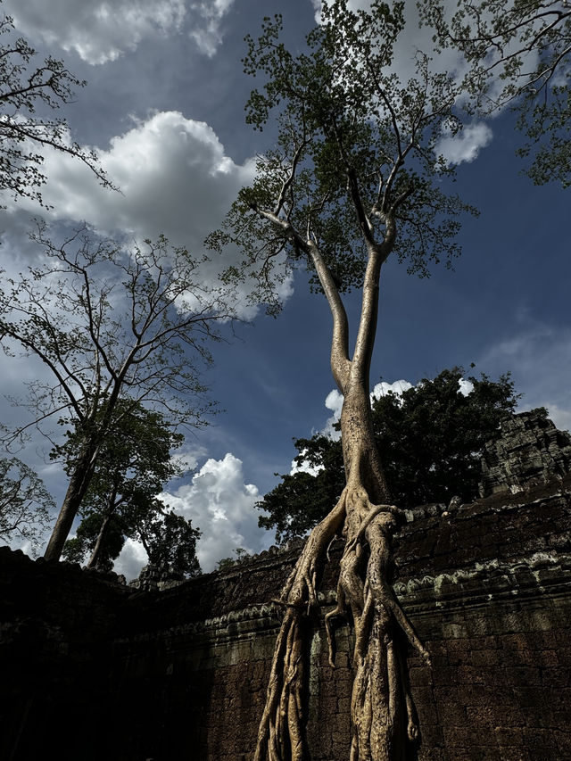  The famous "Tomb Raider tree" located within the Ta Prohm temple complex in Angkor, Cambodia. 