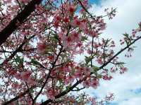 【日本廣島景點】縮景園之三：除了日櫻🌸還有限定活動：夜櫻🌸被夜櫻埋沒的縮景園更令人陶醉🌸
