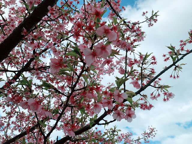 【日本廣島景點】縮景園之三：除了日櫻🌸還有限定活動：夜櫻🌸被夜櫻埋沒的縮景園更令人陶醉🌸