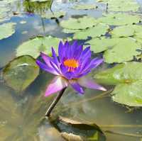 元朗信芯園太陽花節