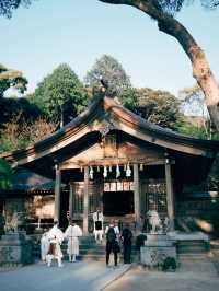 🇯🇵日本福岡景點⛩️ 寶滿宮 竈門神社🌸