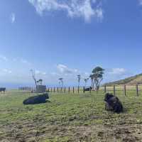 【八丈島】無料ではいれる牧場🐮