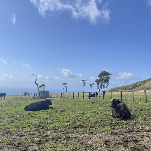 【八丈島】無料ではいれる牧場🐮