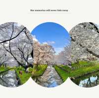 「荒子川公園：春日賞櫻，感受日本傳統元素」