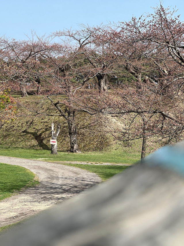 札幌出發函食館一日遊😳必到五稄郭公園🥹四月最佳賞櫻之地