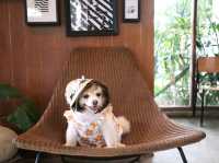 Hotto Bun คาเฟ่ที่แฮปปี้ทั้งคนทั้งน้องหมา 😊🐶
