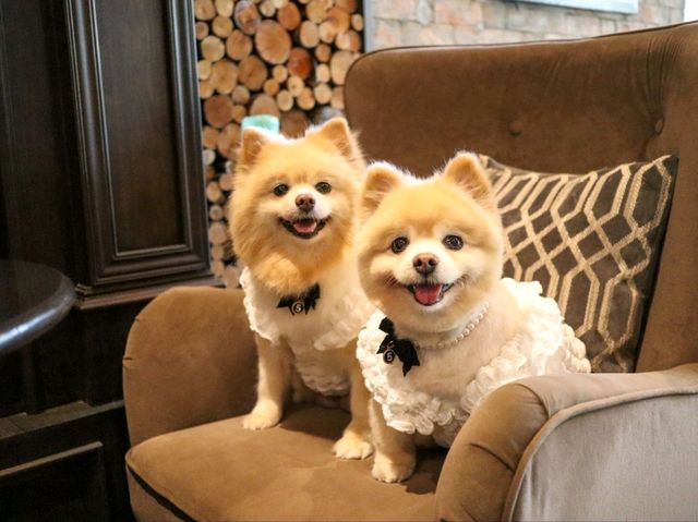 ร้านอาหารลับๆ ย่านรังสิต ที่เป็นPet friendly 