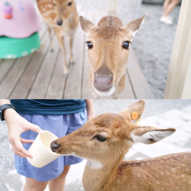 🥳宜蘭最新超萌動物農場🤪