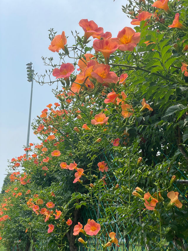 ✨실시간✨ 한 곳에 능소화 스팟이 두곳이나 있는 장소🧡