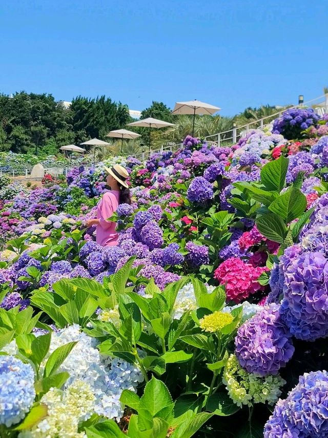 귀여운 포토존이 가득한 거제 수국카페💜