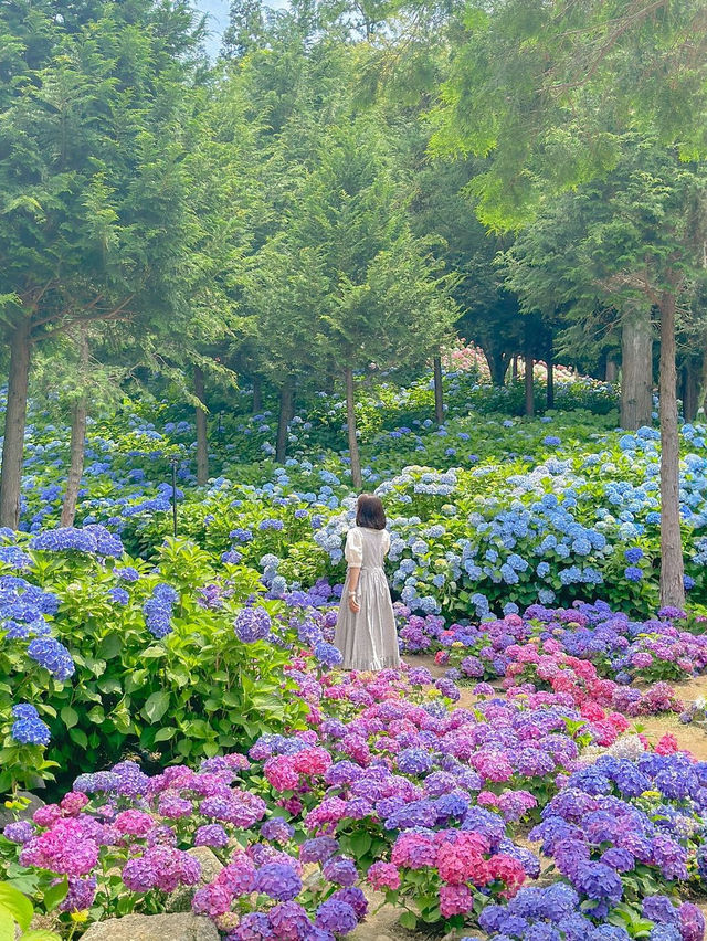 세상에세 제일 예쁜 수국의 지상낙원🩵💜