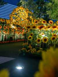 🌻大都会の真ん中に咲く乱れるひまわり畑 ひまわりスカイガーデン2024開催中 ライトアップ版