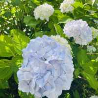 【長野県/岡谷市　色鮮やかな紫陽花が一面に広がる先には諏訪湖が見える絶景スポット✨】