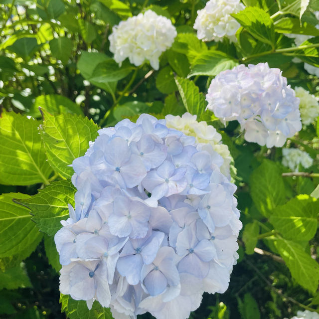 【長野県/岡谷市　色鮮やかな紫陽花が一面に広がる先には諏訪湖が見える絶景スポット✨】
