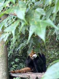 🇨🇳Say Hi to the playful Red Pandas at Panda Valley😍😍