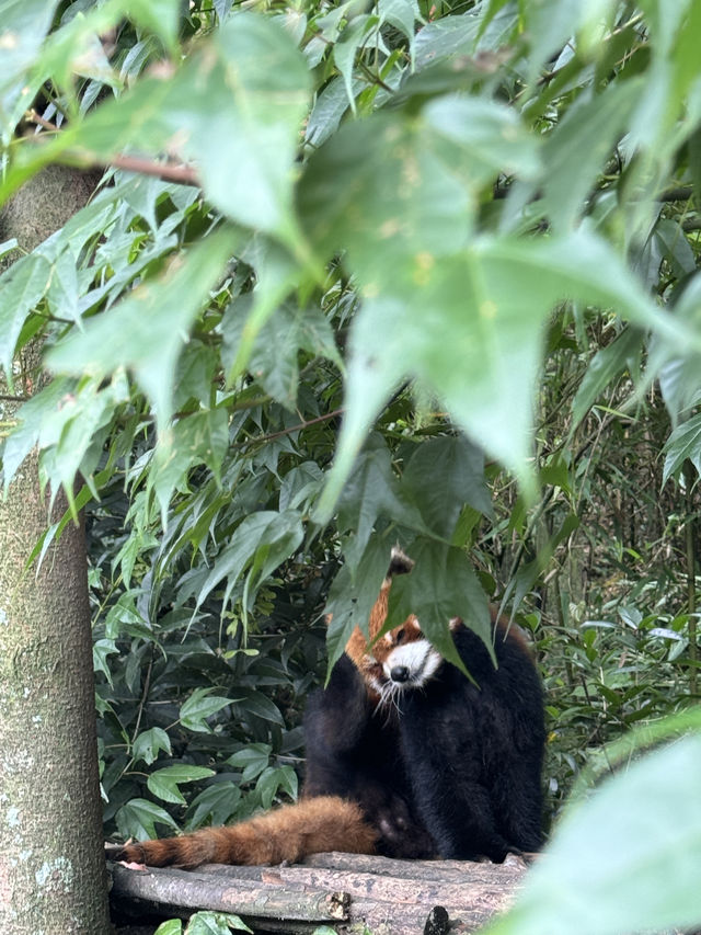 🇨🇳Say Hi to the playful Red Pandas at Panda Valley😍😍