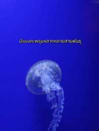 พาท่องอาณาจักรแมงกะพรุน ที่ sea jelly spectacular🪼