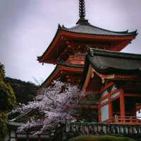 Majestic Kiyomizu-dera Temple ⛩️✨