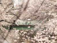 都電荒川線 - 櫻花下東京散策