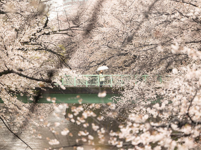 都電荒川線 - 櫻花下東京散策