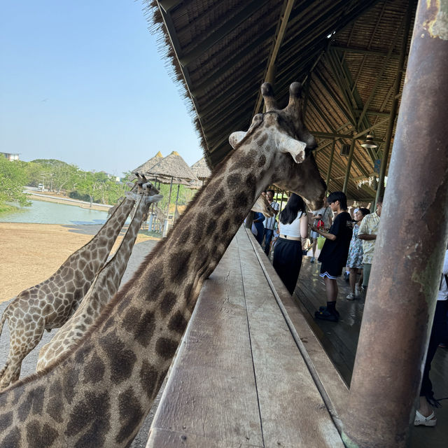 **標題：曼谷Safari World動物園遊玩全攻略**