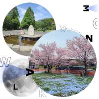 春天東京賞花勝地