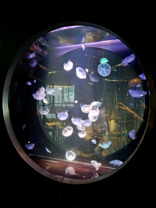 全港獨有的水母酒吧餐廳