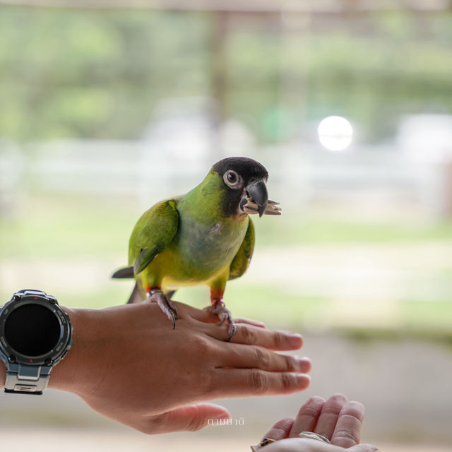 Bird for you cafe 🦜