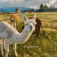 FEED LLAMA FOR ONLY 1NZD