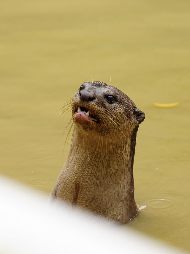 珍しい動物がたくさん！【ロッカウィ動物園】