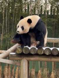 귀여운 판다들이 가득한 에버랜드 판다월드 🐼🐼