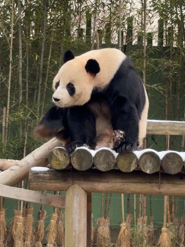 귀여운 판다들이 가득한 에버랜드 판다월드 🐼🐼
