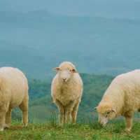 น่ารักเกินต้าน! Akha Farmville  🐑🌳