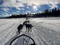 【瑞典極光之旅】Arctic Dogsled Adventure AB：極光：狗拉雪橇、雪地摩托車，秋季哈士奇訓練課程