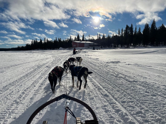 【瑞典極光之旅】Arctic Dogsled Adventure AB：極光：狗拉雪橇、雪地摩托車，秋季哈士奇訓練課程
