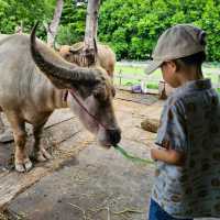 ดูบัวคาเฟ่ นครปฐม 