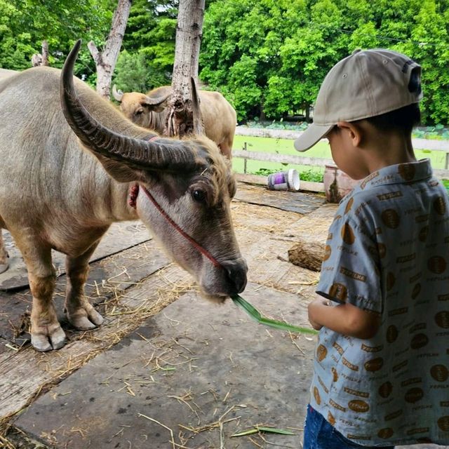 ดูบัวคาเฟ่ นครปฐม 
