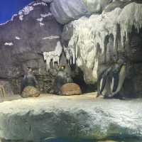 大阪自由行｜大阪水族館海遊館