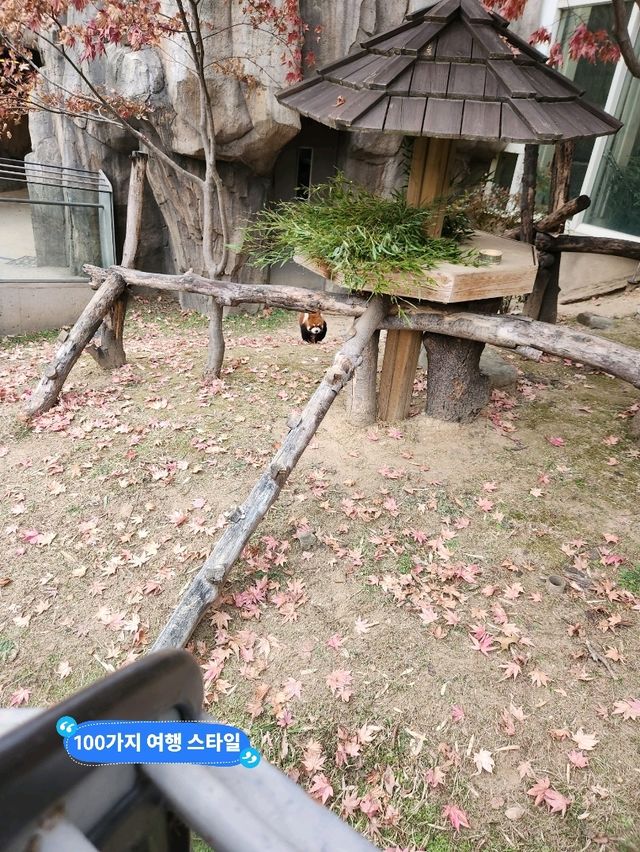 가족과 함께 하기좋은  판다투어지 판다월드❤️