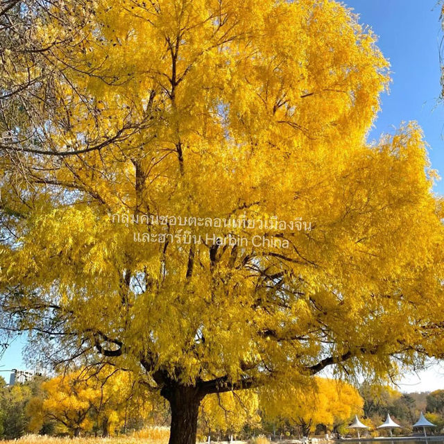 Harbin in Autumn 🍂 