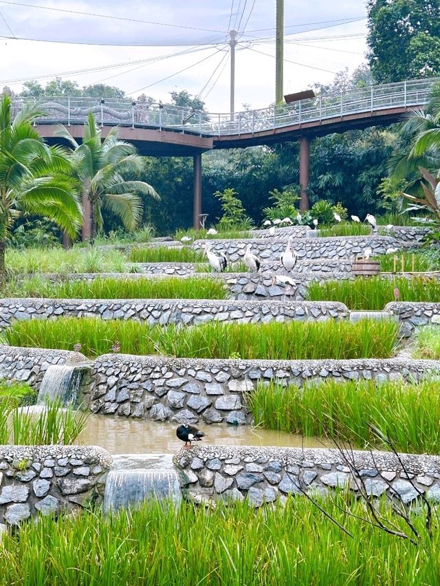 Bird Paradise Singapore Waterfalls