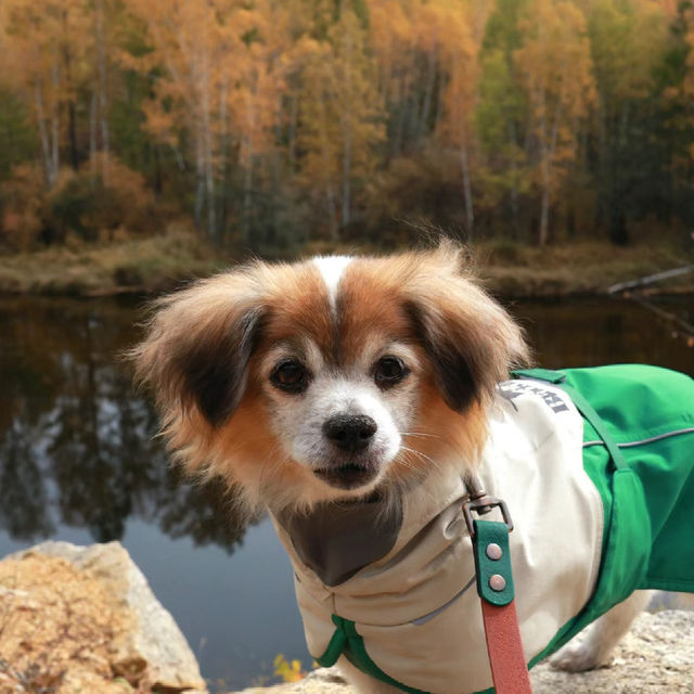 Autumn in Mohe 🍂