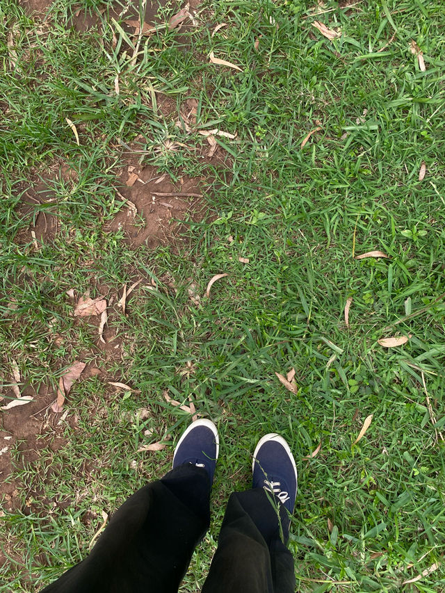 สวนสนแม่แตง | จ.เชียงใหม่ 🌲🪵🍃🌦️