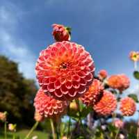 ～牛津大學哈考特植物園～增長植物知識好去處～
