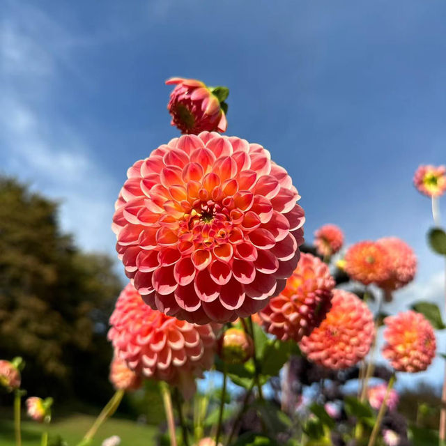 ～牛津大學哈考特植物園～增長植物知識好去處～